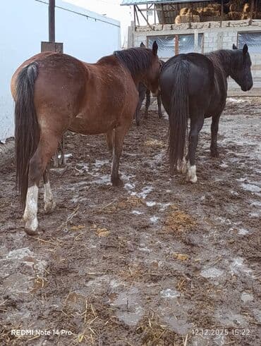 кормовая соль для животных: Продаю | Кобыла (самка) | Для разведения | Мерин — 7