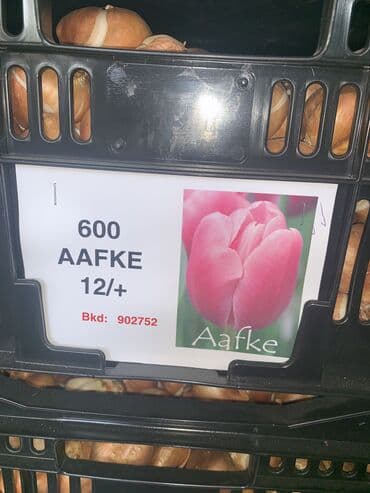 тюльпан оптом бишкек: Принимаем заказы на луковицу тюльпана, гиацинта, крокуса — 15