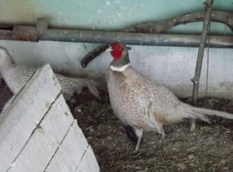 птица щегол: Продаю | Куры, Петух — 1