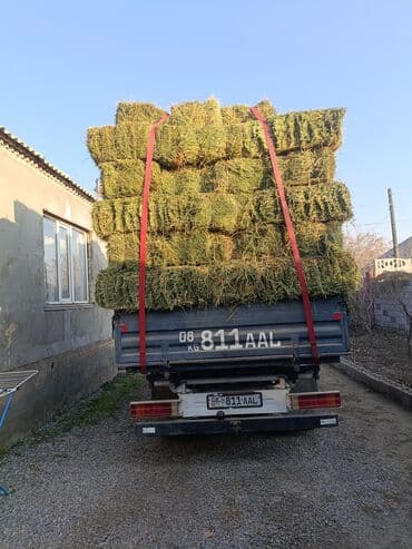 где купить кошку в бишкеке: Продаю Чистый Клевер Элита 2-3--кос Сухой Сеновал. Плотный Зелёный — 4