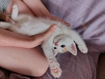 щенки сербернара: Котята от домашних кошек - Помёт из нескольких котят разной окраски — 3