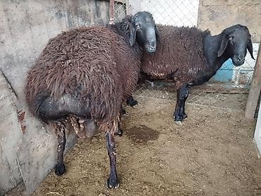 овчарка самка: Продаю | Овца (самка) | Для разведения | Матка — 9