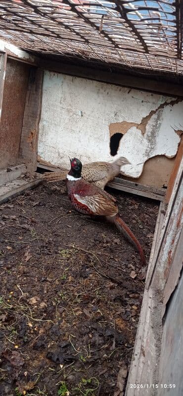 карова галштин: Продаю | Корова (самка) | Голштин | Для молока | Привязанные — 6