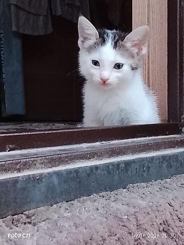 котята 1 месяц: Котята, домашние Описание: - Милые короткошёрстные котята 1 помёта — 1