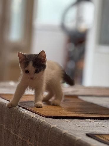 scottish fold: Котята черно-белого окраса. Ищут хороших хозяев черно-белый мальчик — 2