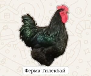 дома для кошек: Джерсийский гигант жумурткага заказ алабыз — 8