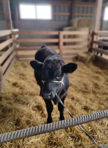 дойный апарат для коров: Продаю | Тёлка — 1