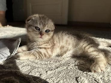 мышык сатылат: Породистые котята скоттиш страйт и скотиш фолд, со всеми документами и — 7
