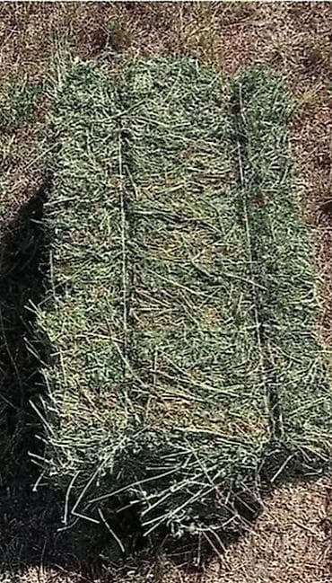 продажа собак в бишкеке: Продаю тюки клевера. Они второй, третий укоз. Продаю за цену за 400 — 1