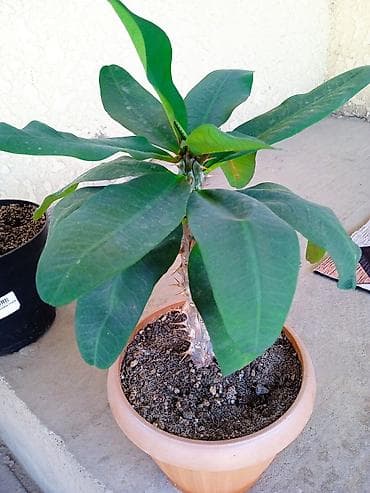 пеларгония: Комнатные растения в горшках: 1) Пеларгония (герань) с крупными — 6