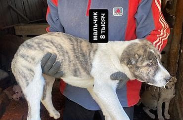 трекер для животных: Щенки алабая, 3,5 месяца.Привитые. Окрас преимущественно светлый — 4