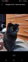 сиамская вислоухая кошка цена: Скотиш Фолд (Шотландская вислоухая), 2 месяца, Девочка, Черный, Приучена к лотку — 3