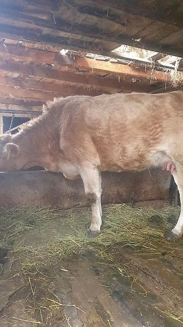 бык на племя: Продаю | Корова (самка) | Для разведения | После отела — 2