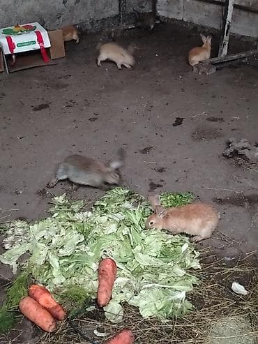 Продаю | Крольчата | Для разведения