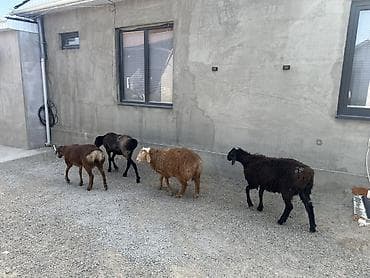 Продаю | Баран (самец) at lalafo.kg Продаю | Баран (самец)