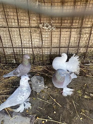 циплята брама: Домашние голуби декоративных пород. Особенности: - Пушистые оперённые — 7