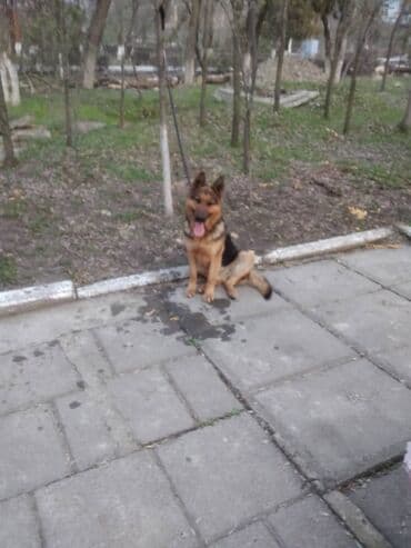 хмонг собака купить: Немис овчаркасы, 2 айлык, Эркек, Ит тегин тастыктоочу документ — 10