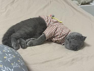 cat sofa: Скотиш Фолд (Шотландская вислоухая), 9 месяцев, Девочка — 3