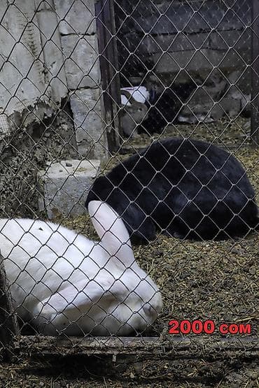 Продаю | Крольчата | Для разведения at lalafo.kg Продаю | Крольчата | Для разведения