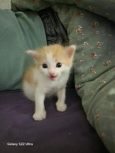 бесплатный котёнок: Котята домашние, от ласковой кошки. Окрас: рыже-белые и черепаховый — 4