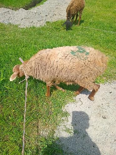 куплю туки: Продаю | Овца (самка), Баран (самец) | На забой — 3