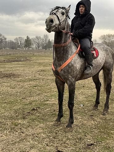 Лошади, кони: Продаю | Жеребенок | Полукровка | Конный спорт | Племенные — 1