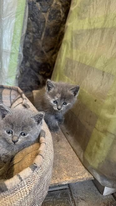 животные купить: Котята, дымчатые и серо-полосатые окрасы. Приучены к лотку уже сами — 2