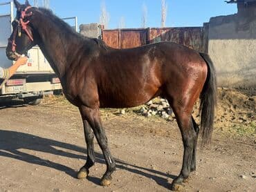 птицефабрика продает кур несушек: Продаю | Конь (самец) | Конный спорт — 6