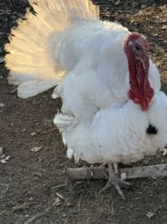 сколько стоит шотландская вислоухая кошка: Продаю | Индюк (самец), Индюшка (самка) | Северокавказская | На забой | Племенные — 6