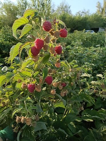 Бакча эмереги: Малина (саженцы/побеги плодоносящих кустов)Полька!!! Описание: - — 6