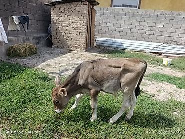 бетховен собака: Продаю | Бык (самец) — 3