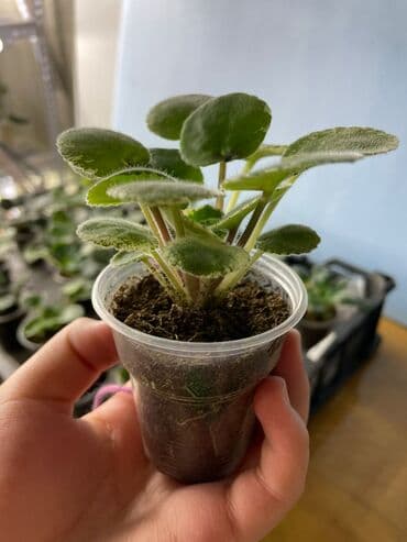 укорененные листики фиалок: Продаю детки (100-150 с), свежесрезанный лист (40 с) и взрослые — 7