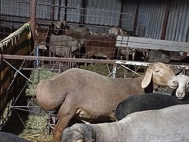 цыплята индюки: Продаю | Овца (самка) | Для разведения | Матка — 4