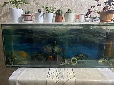 апарат инкубатор: Большой аквариумный комплект с оборудованием и декором Есть торг - — 4