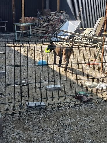 дончак тайлар: 2 месяца, Самец — 4