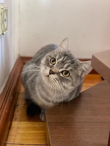 купить кошки: Кошка даром: Скотиш Страйт (Шотландская прямоухая), 4 года, Девочка, Приучена к лотку — 3