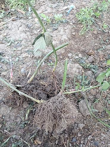 кленка для клубника: Саженцы ежевики с открытой корневой системой. - Мощная разветвленная — 2