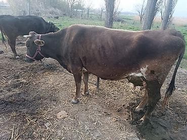 Продаю | Корова (самка) | Для молока | Привязанные