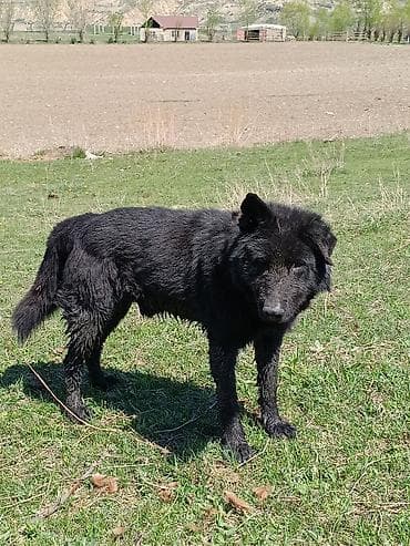 парода американка: Собака среднего размера, черного окраса, пушистая шерсть — 2
