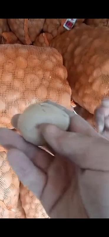 картош: Картошка Оптом — 2