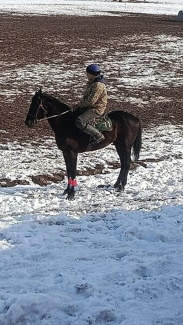 рабочи ат: Продаю | Кобыла (самка) | Конный спорт — 2