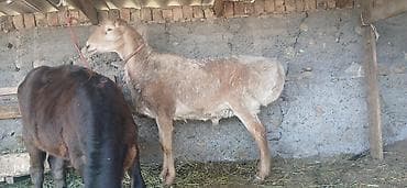 Продаю | Баран (самец) | Для разведения at lalafo.kg Продаю | Баран (самец) | Для разведения