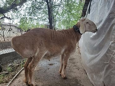 животные баран: Продаю | Баран (самец) | Для разведения | Племенные — 7