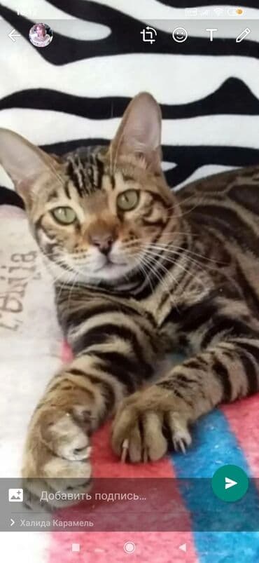 купить породистых котят: Красивейшие бенгальские котята .вырастают вот такими красавцами очень — 13