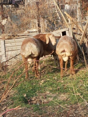 tuxedo порода кошек цена: Продаю | Баран (самец) | Арашан | Для разведения | Племенные — 5