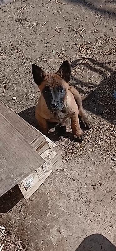 Ветеринар кызматы: Щенки бельгийской овчарки малинуа. - Окрас: рыжий с чёрной маской — 1