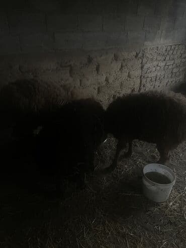 домик для кроликов: Продаю | Овца (самка) | Для разведения | Матка — 4