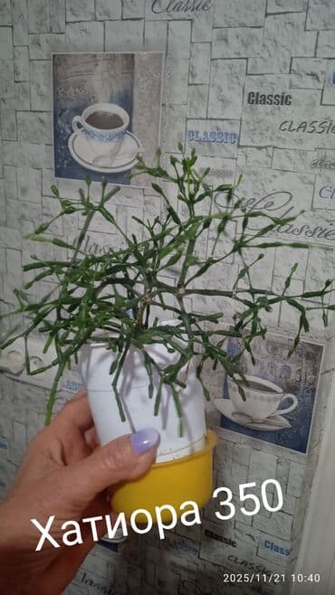 саженцы банана: Комнатные, Сингониумы, спатифиллум, Филодендрон,монстера Альба — 13