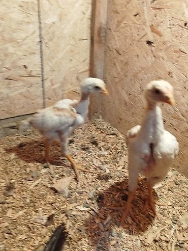 Птицы: Дакан ак мекиштер сатылат активный алмашу жолдору бар жожолорда — 10