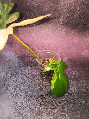 Филодендроны: Филодендрон Magic Mask (вариегатный сорт) Укоренённые черенки уже с — 4